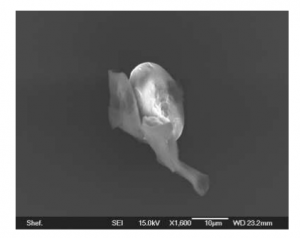 Biological entity (diatom-like = algae like) found on the sterile studs of a balloon sent over 25,000 m in the stratosphere